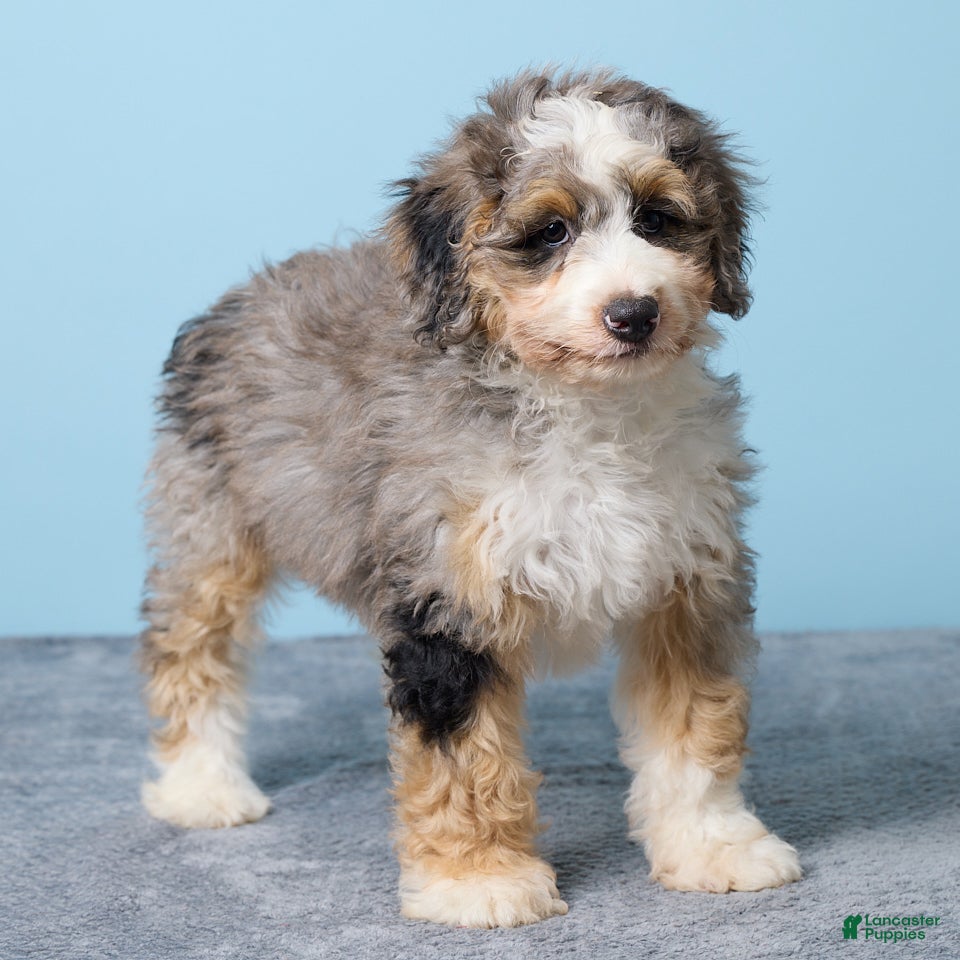 Mini Bernedoodle dogs Maddie - Ad 1