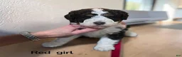 Standard Poodle dogs for sale: Red Collar parti-phantom - Ad 3