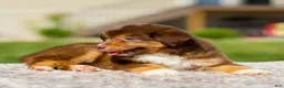 Miniature Australian Shepherd dogs for sale: Hershey - Ad 5