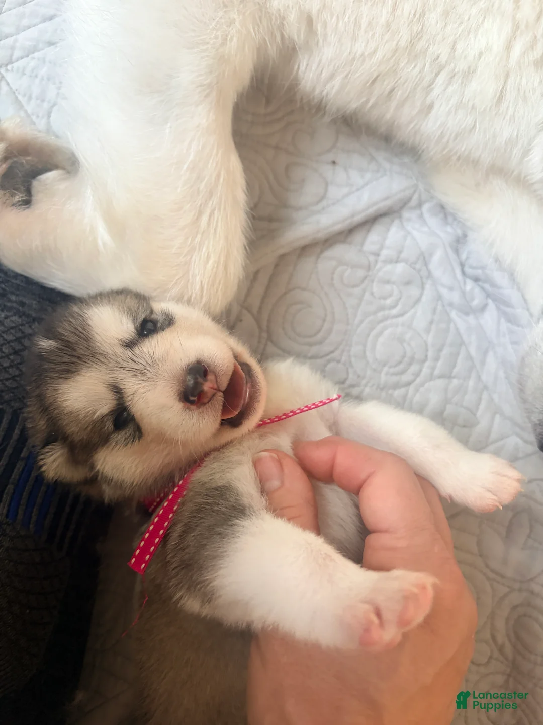 Mixed Breed dogs for sale: Miss Pink - Ad 2