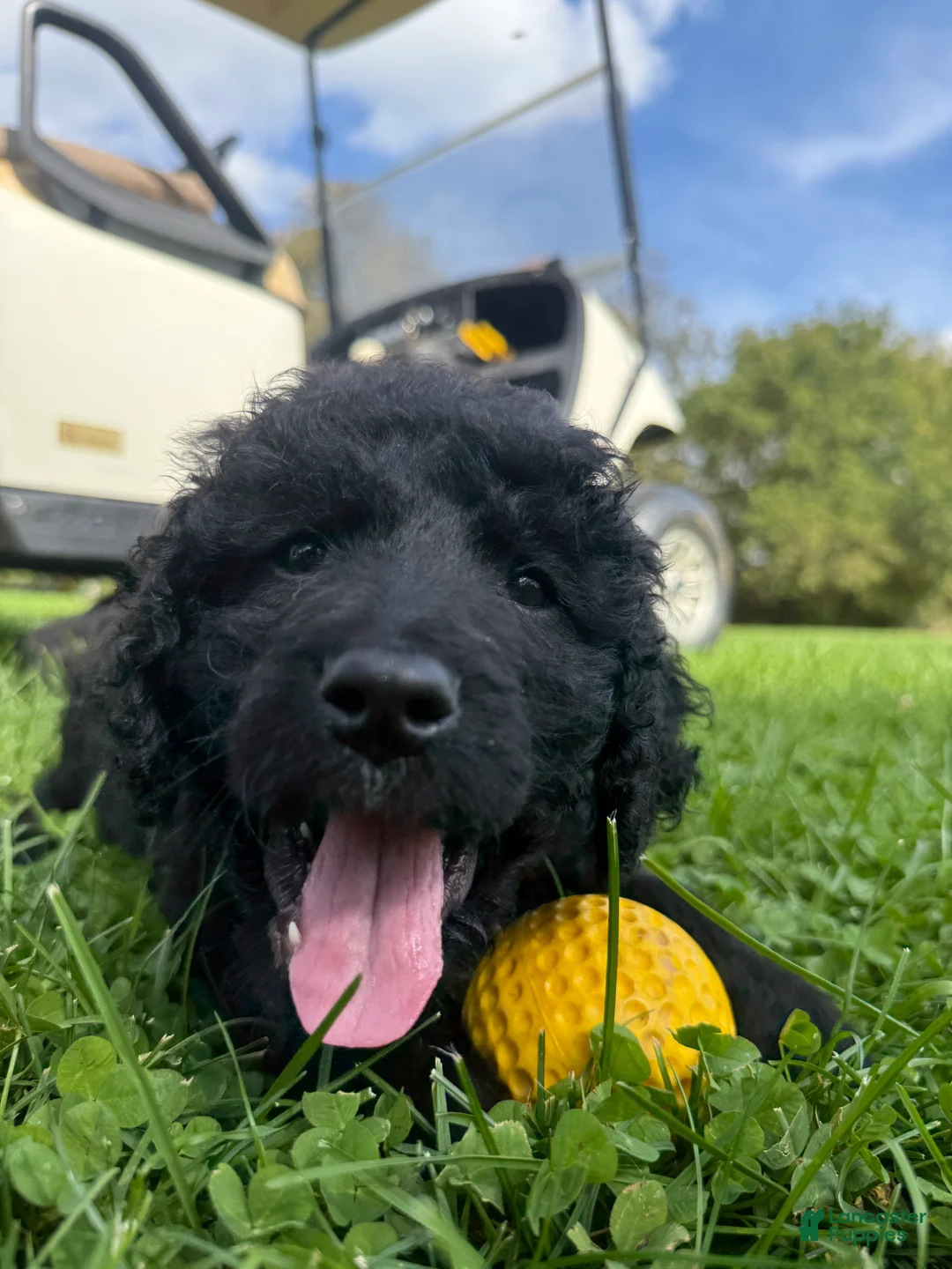 Double Doodle dogs for sale: Double Doodle 2 - Ad 1
