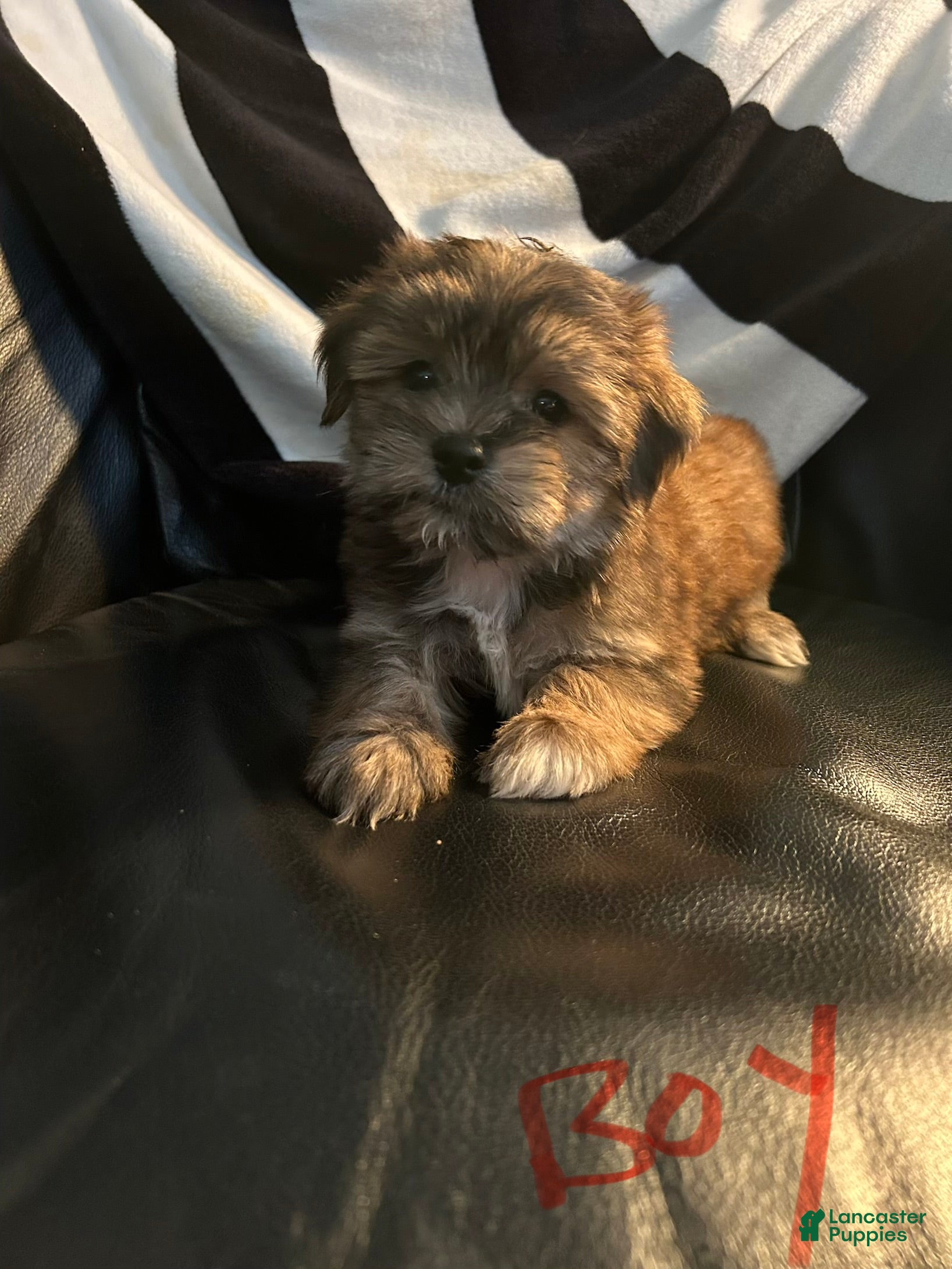 Shorkie dogs Shorkie Puppy 2 - Ad 27
