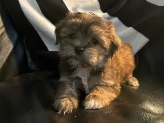 Shorkie dogs Shorkie Puppy 2 - Ad 27