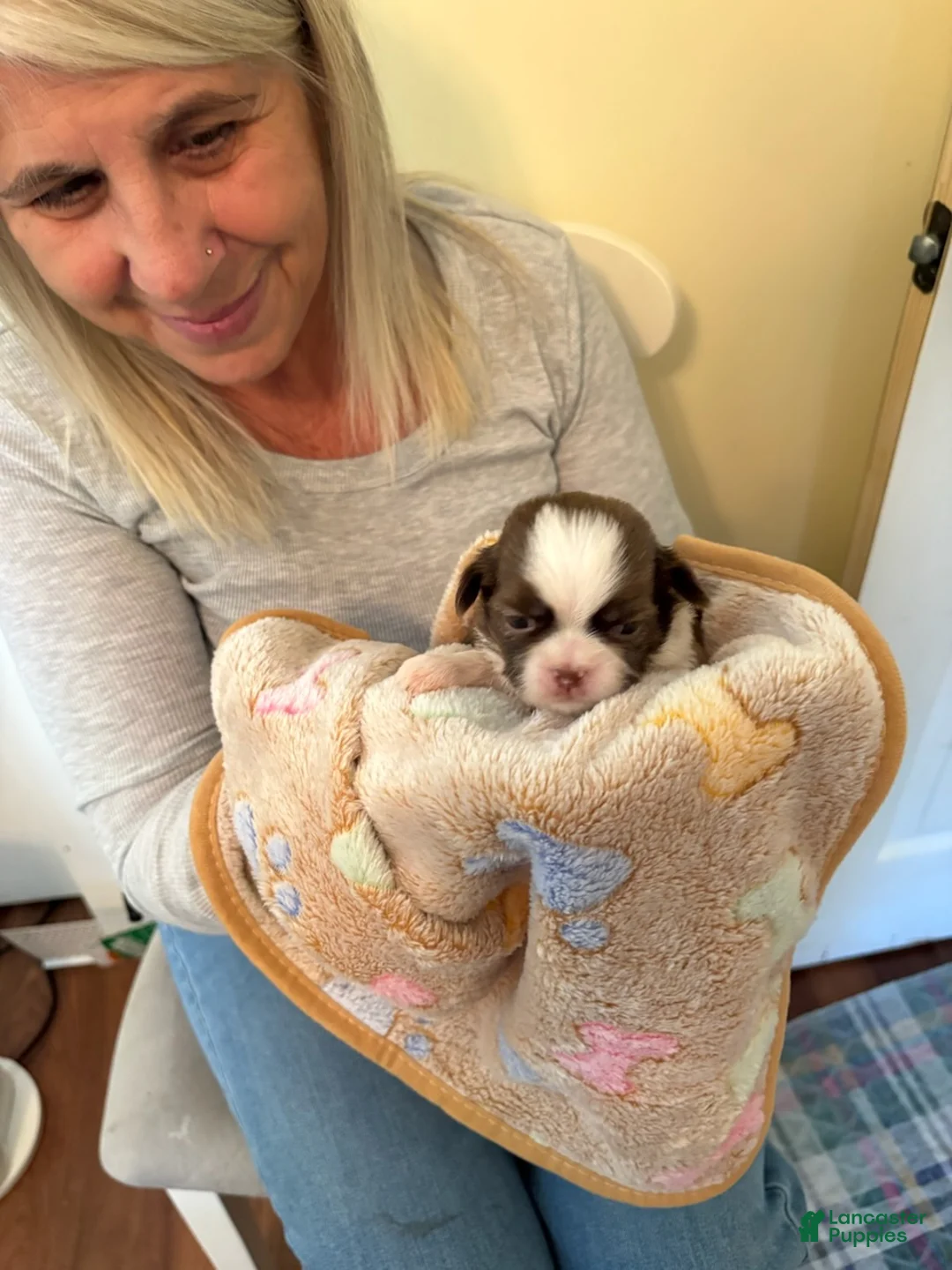 Shih Tzu dogs for sale: Xander - Ad 3