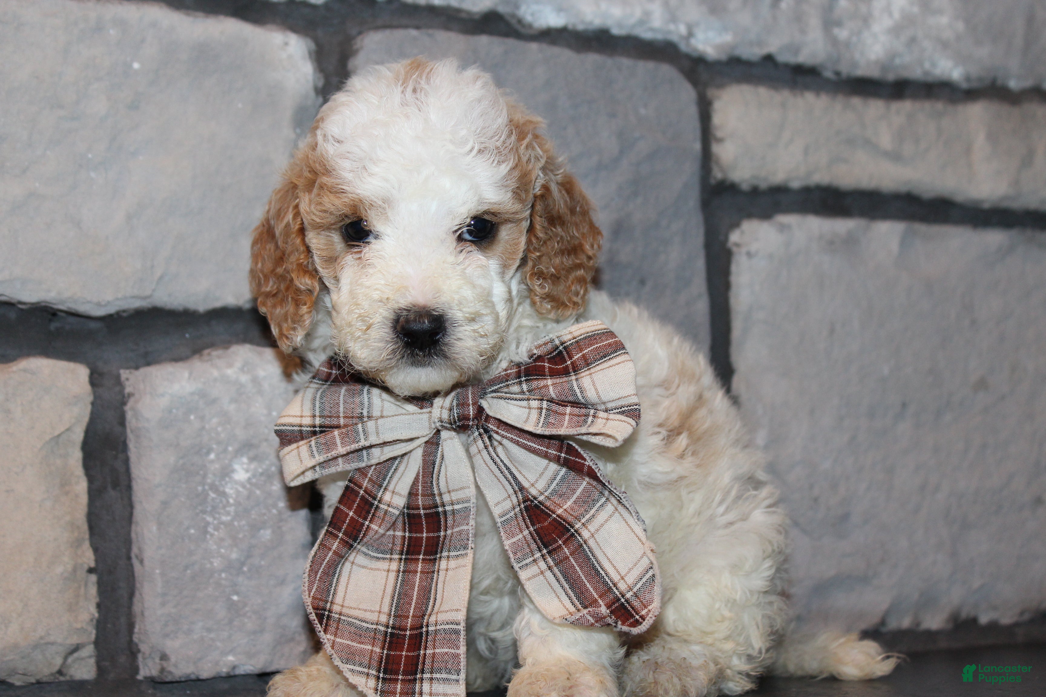 Mini Goldendoodle dogs Lucy - Ad 1