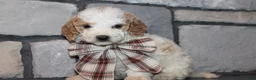 Mini Goldendoodle dogs for sale: Lucy - Ad 1