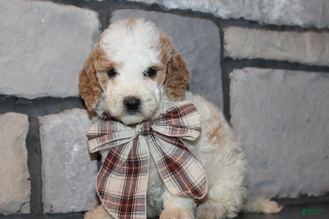 Mini Goldendoodle dogs for sale: Lucy - Ad 1