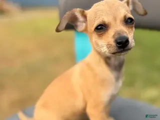 Chihuahua dogs for sale: Chihuahua Puppy 1 - Ad 2
