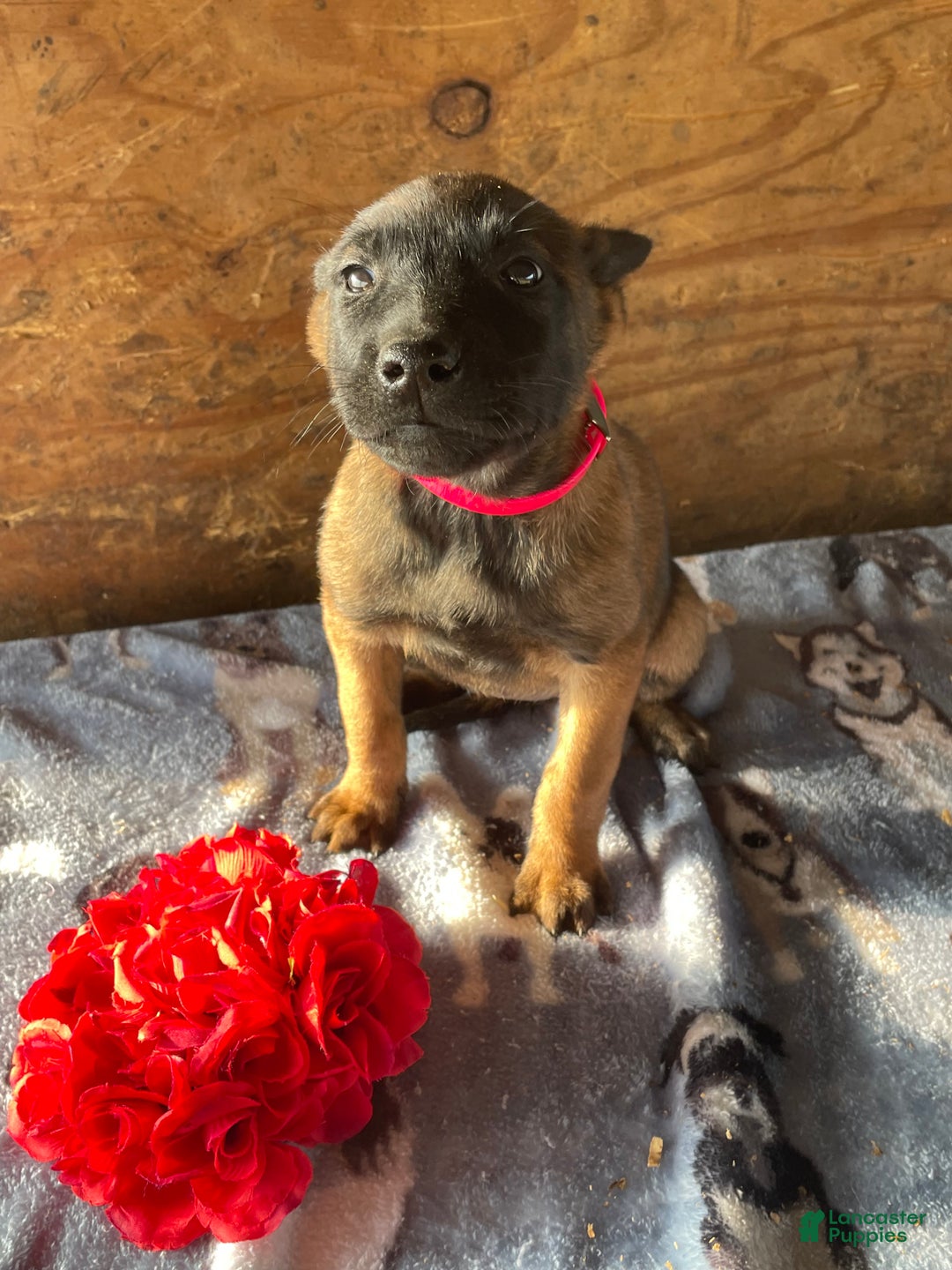 Belgian Malinois dogs for sale: Dakota - Ad 4