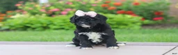 Mini Goldendoodle dogs for sale: Melody  - Ad 2