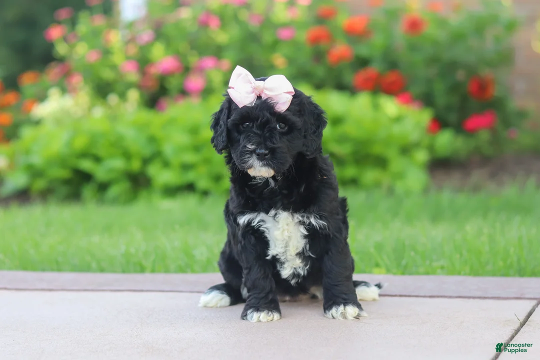Mini Goldendoodle dogs for sale: Melody  - Ad 2