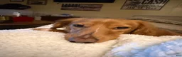 Miniature Dachshund dogs for sale: Miniature Dachshund 1 - Ad 3