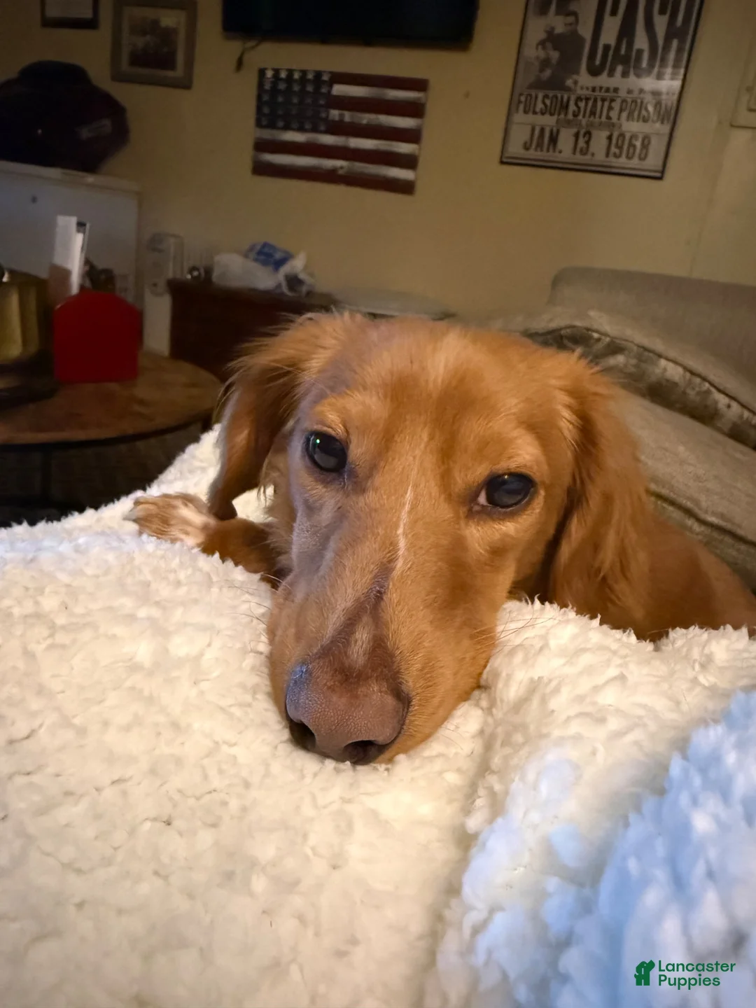 Miniature Dachshund dogs for sale: Miniature Dachshund 1 - Ad 3
