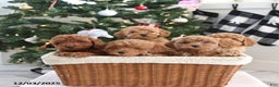 Cockapoo dogs for sale: Ace - Ad 2