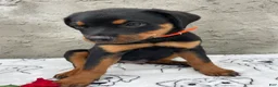 Rottweiler dogs for sale: Marshall - Ad 3