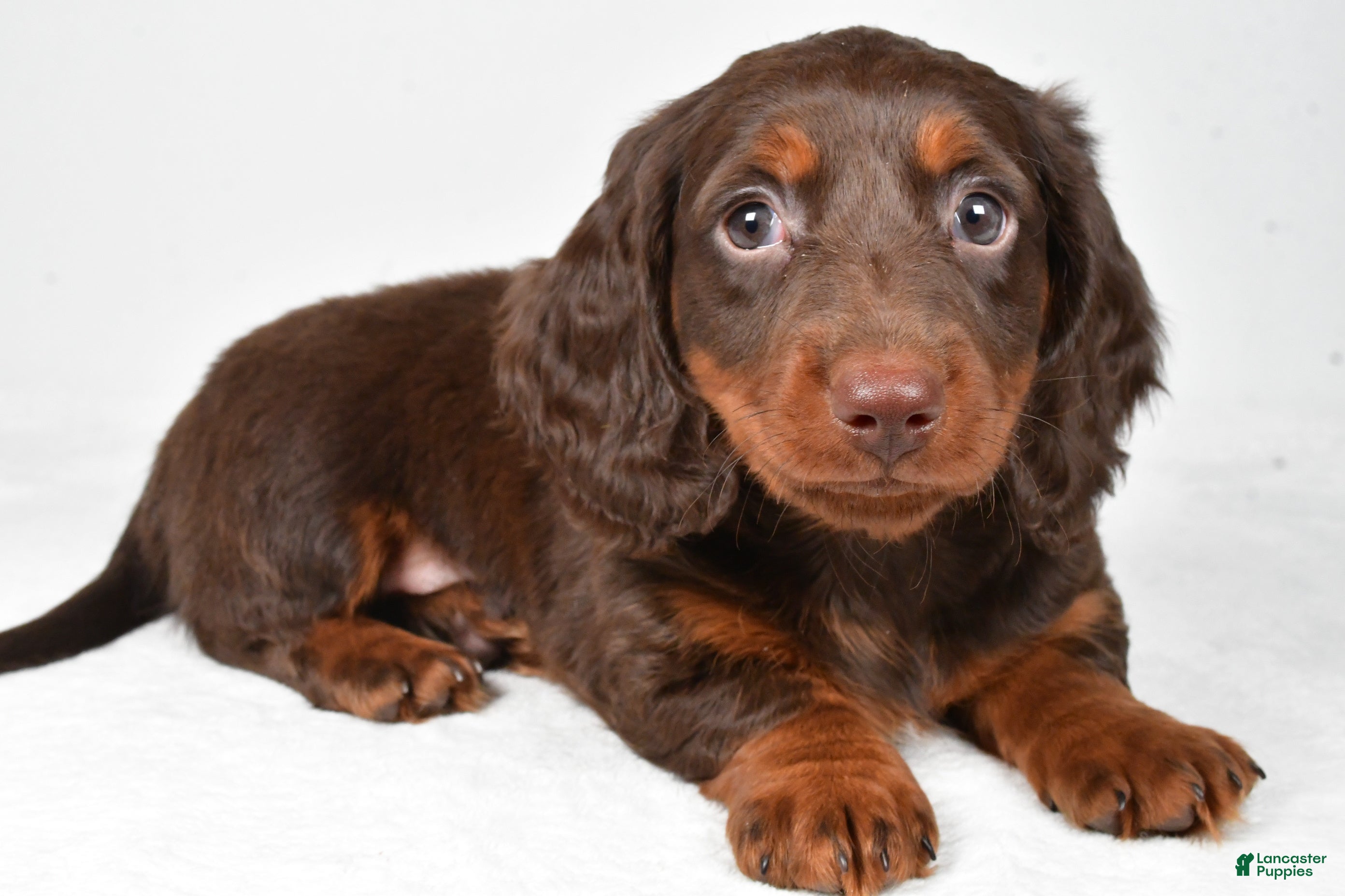 Miniature Dachshund dogs Alex - Ad 10