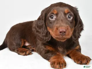 Miniature Dachshund dogs Alex - Ad 33