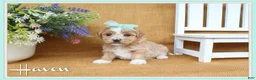 Havanese dogs for sale: Haven - Ad 1