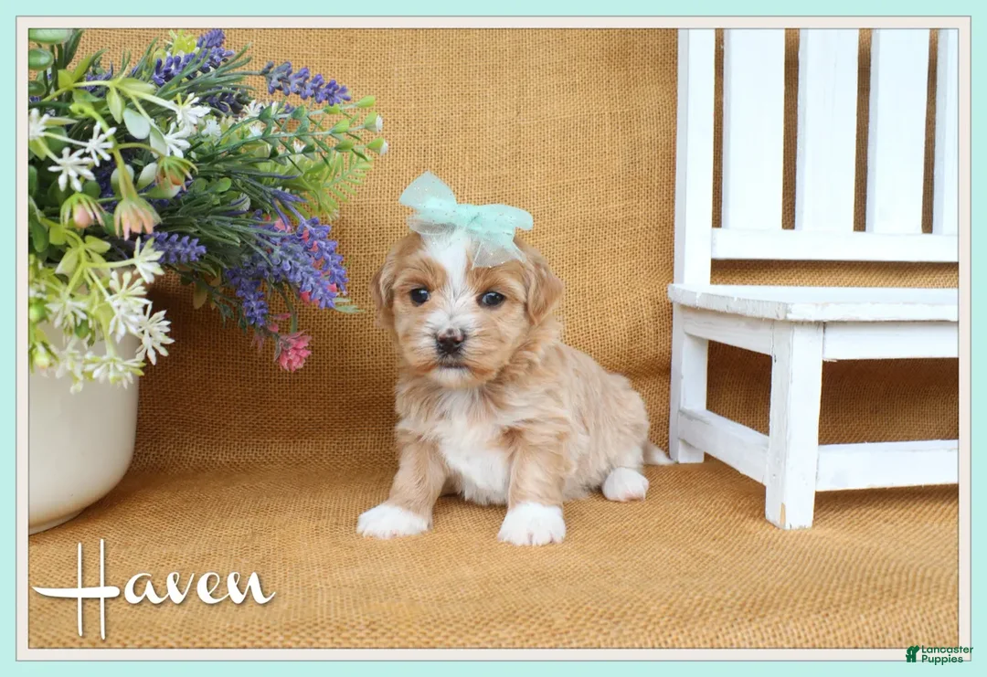 Havanese dogs for sale: Haven - Ad 1