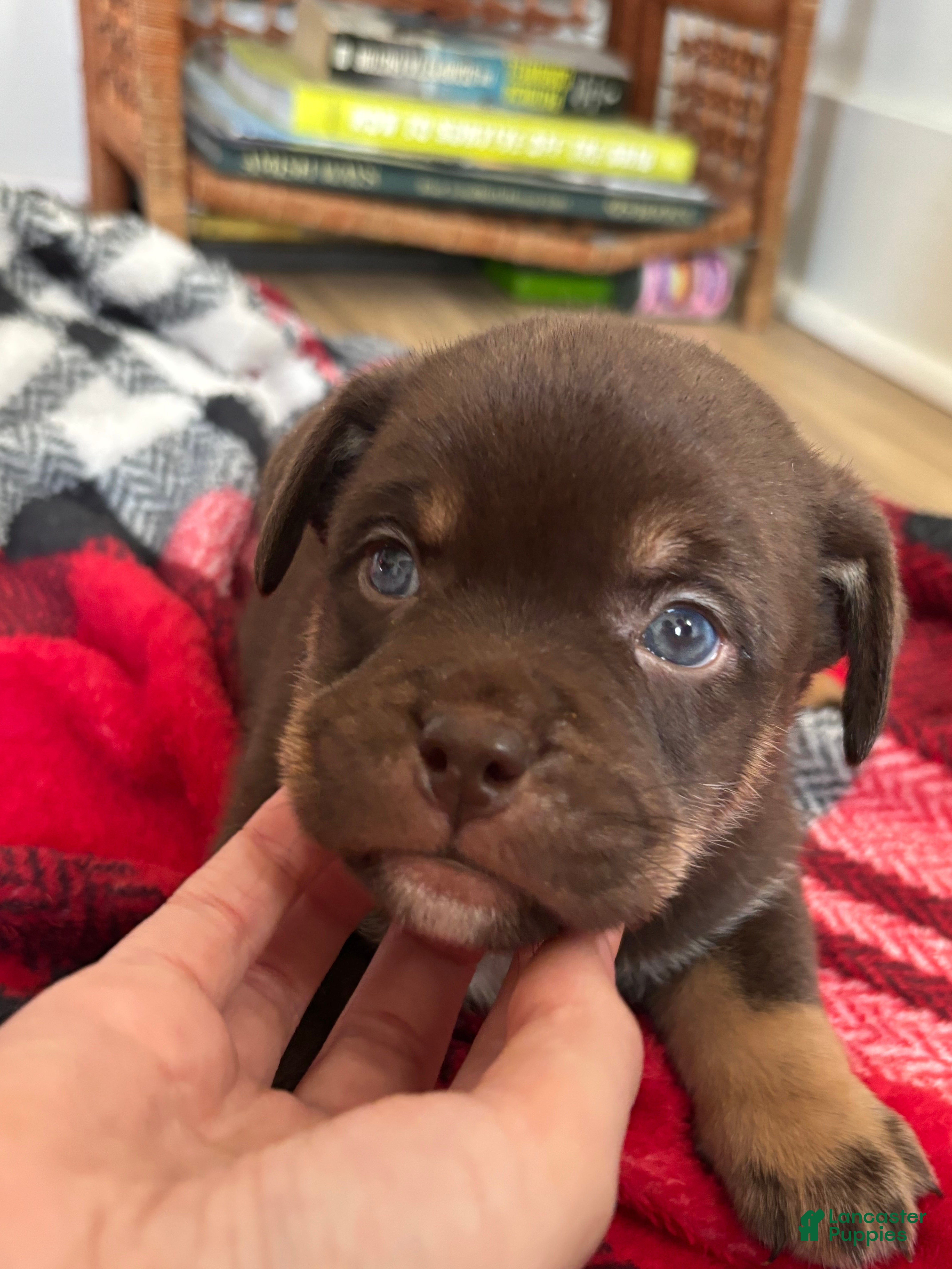 Mixed Breed dogs Atlas - Ad 2