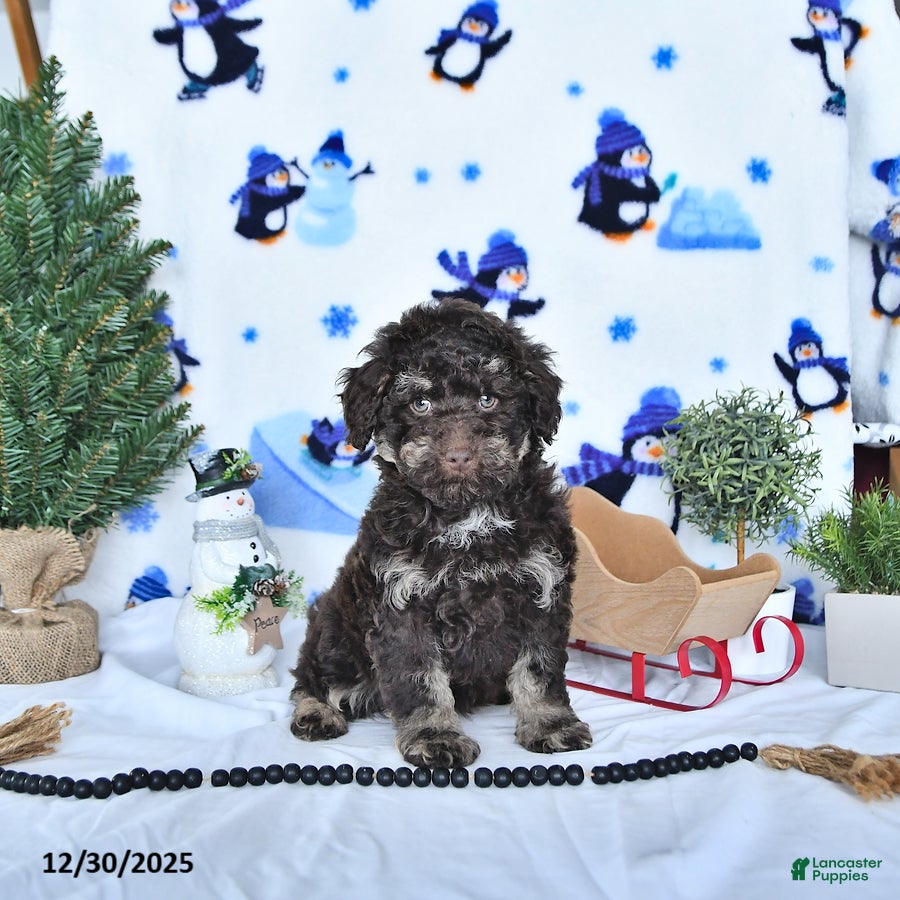 Miniature Poodle dogs Cocoa EXTRA SMALL - Ad 9