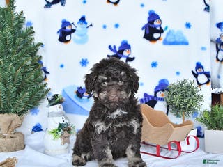 Miniature Poodle dogs Cocoa EXTRA SMALL - Ad 14