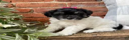 Havapoo dogs for sale: Maisy  - Ad 4