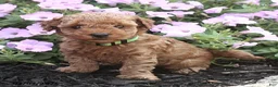Miniature Poodle dogs for sale: Ricky - Ad 8