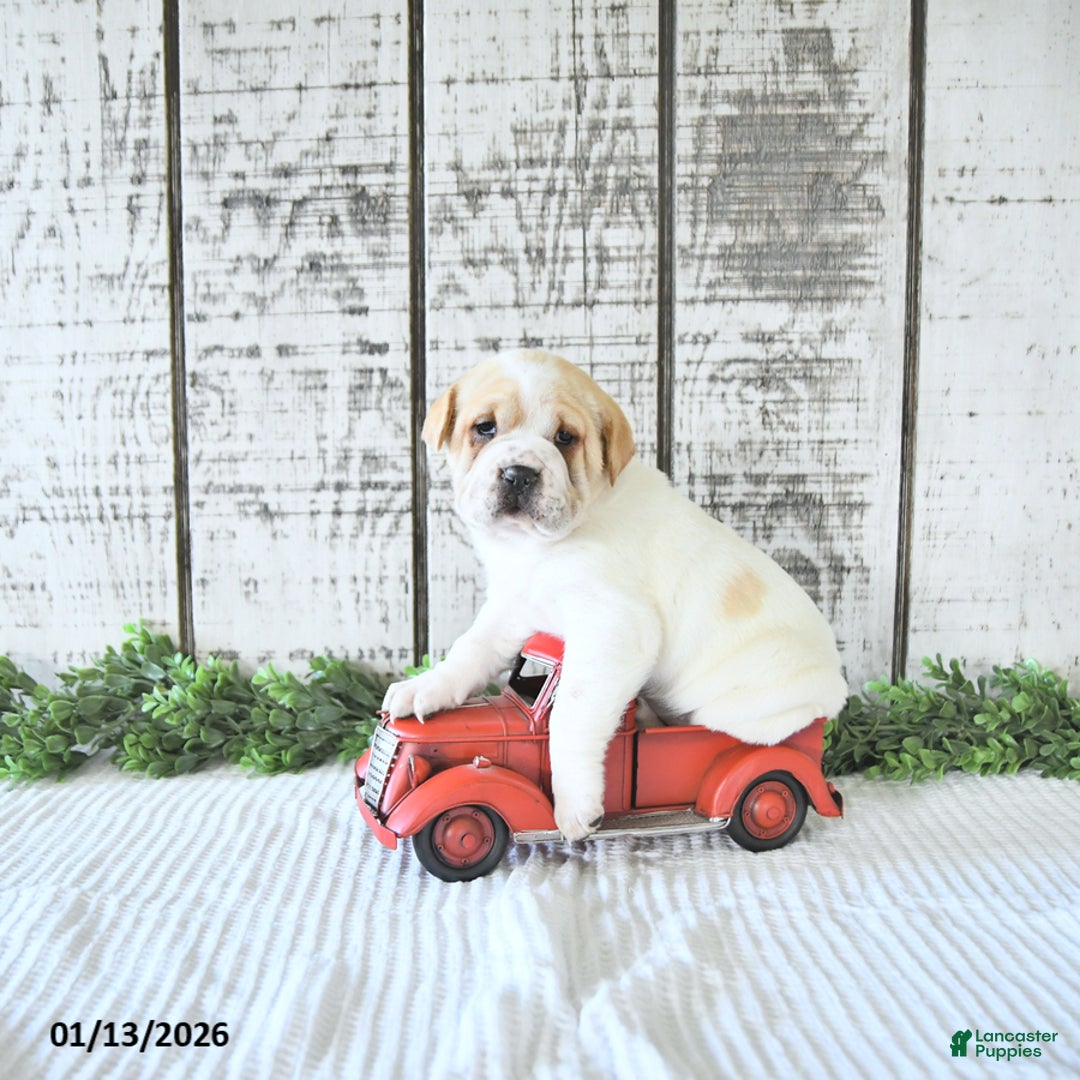 Mini Hippo dogs for sale: Destiny - Ad 4