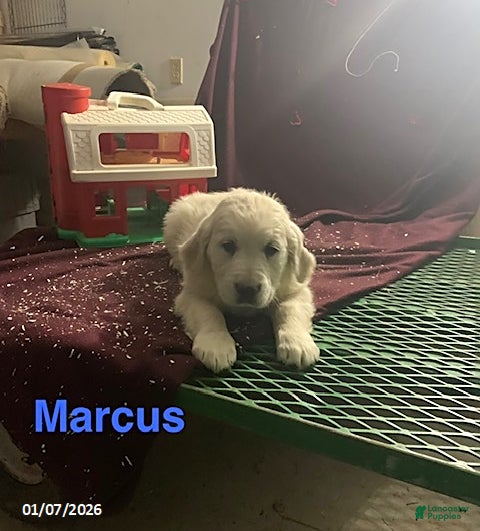 Golden Retriever dogs Marcus - Ad 24