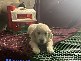 Golden Retriever dogs Marcus - Ad 34
