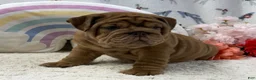 English Bulldog dogs for sale: Zeb - Ad 5