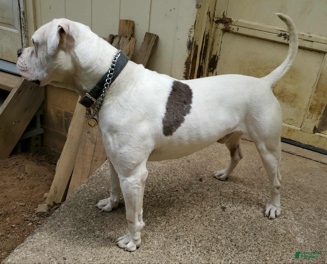 Alapaha Blue Blood Bulldog dogs for sale: Alapaha Blue Blood Bulldog Puppy 1 - Ad 13