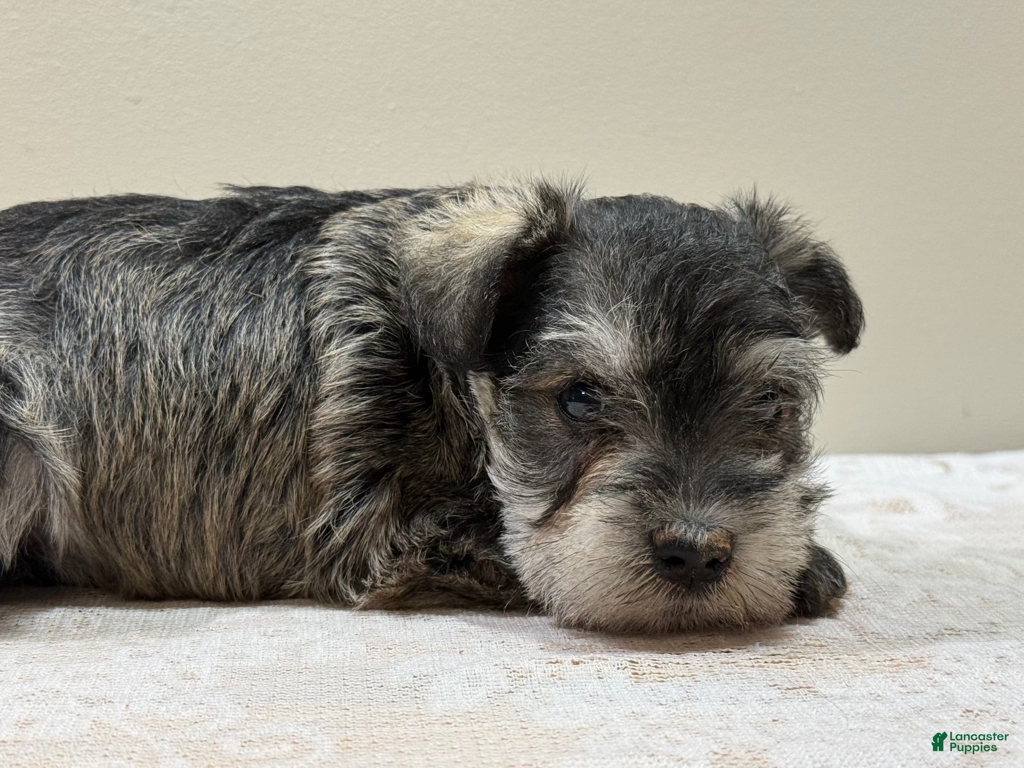Miniature Schnauzer dogs Sophie Miniature Schnauzer  - Ad 2