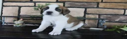 Saint Bernard dogs for sale: Macy - Ad 3