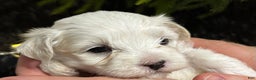 Maltese dogs for sale: Cody - Ad 11