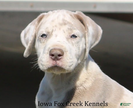 Great Dane dogs Hercules - Ad 1