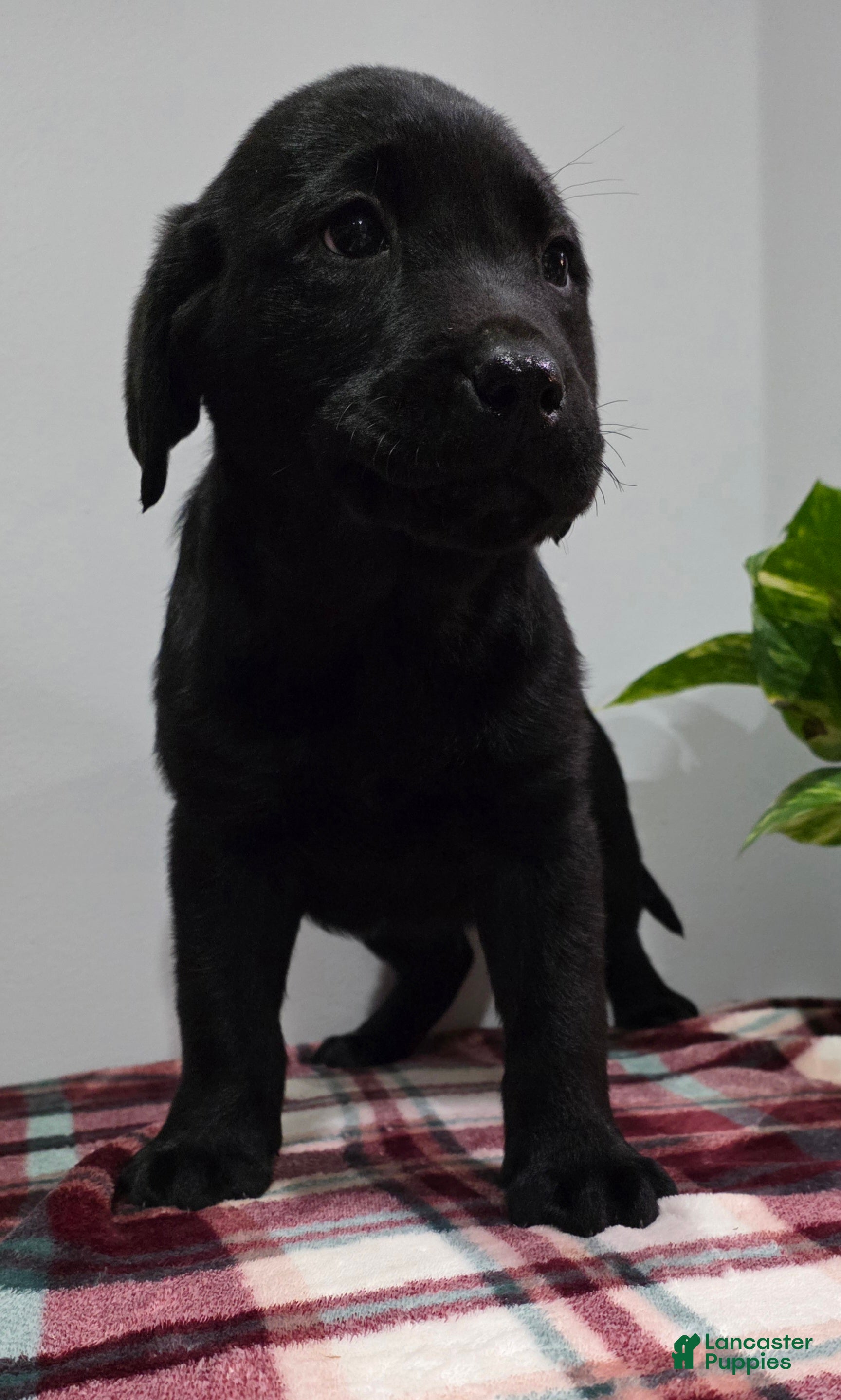Labrador Retriever dogs Raven - Ad 2