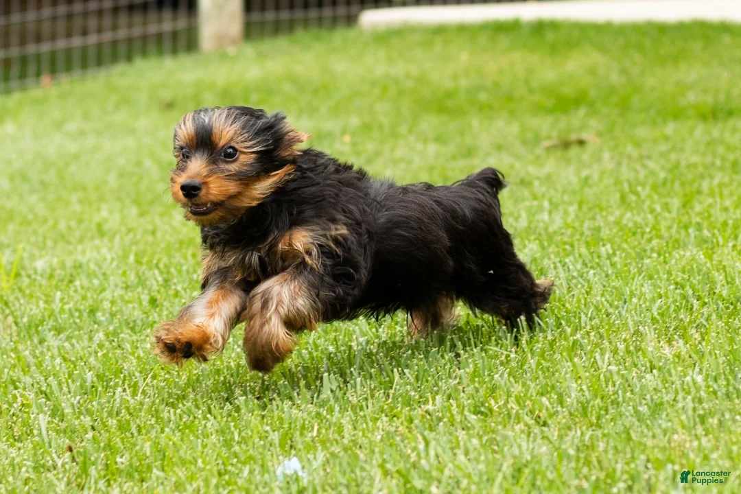 Yorkshire Terrier dogs for sale: Myran  - Ad 8