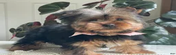 Yorkshire Terrier dogs for sale: Felicity - Ad 5