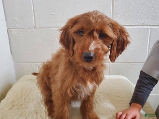 Mini Goldendoodle dogs Bruno - Ad 11