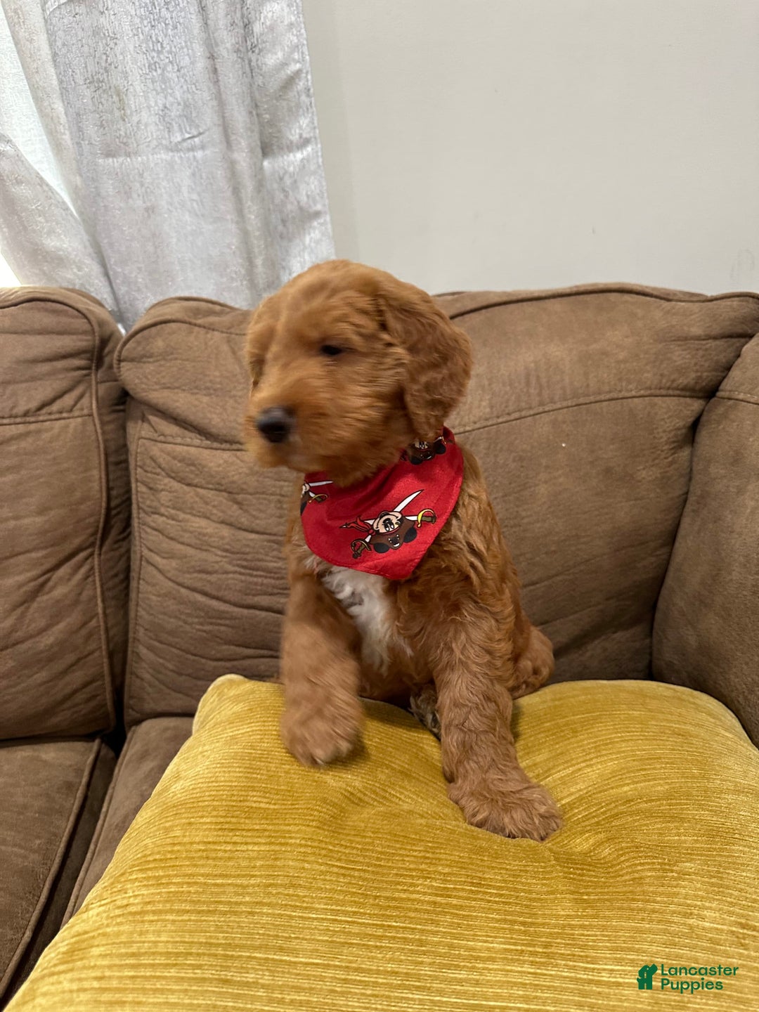 Gallery Image {{count}}