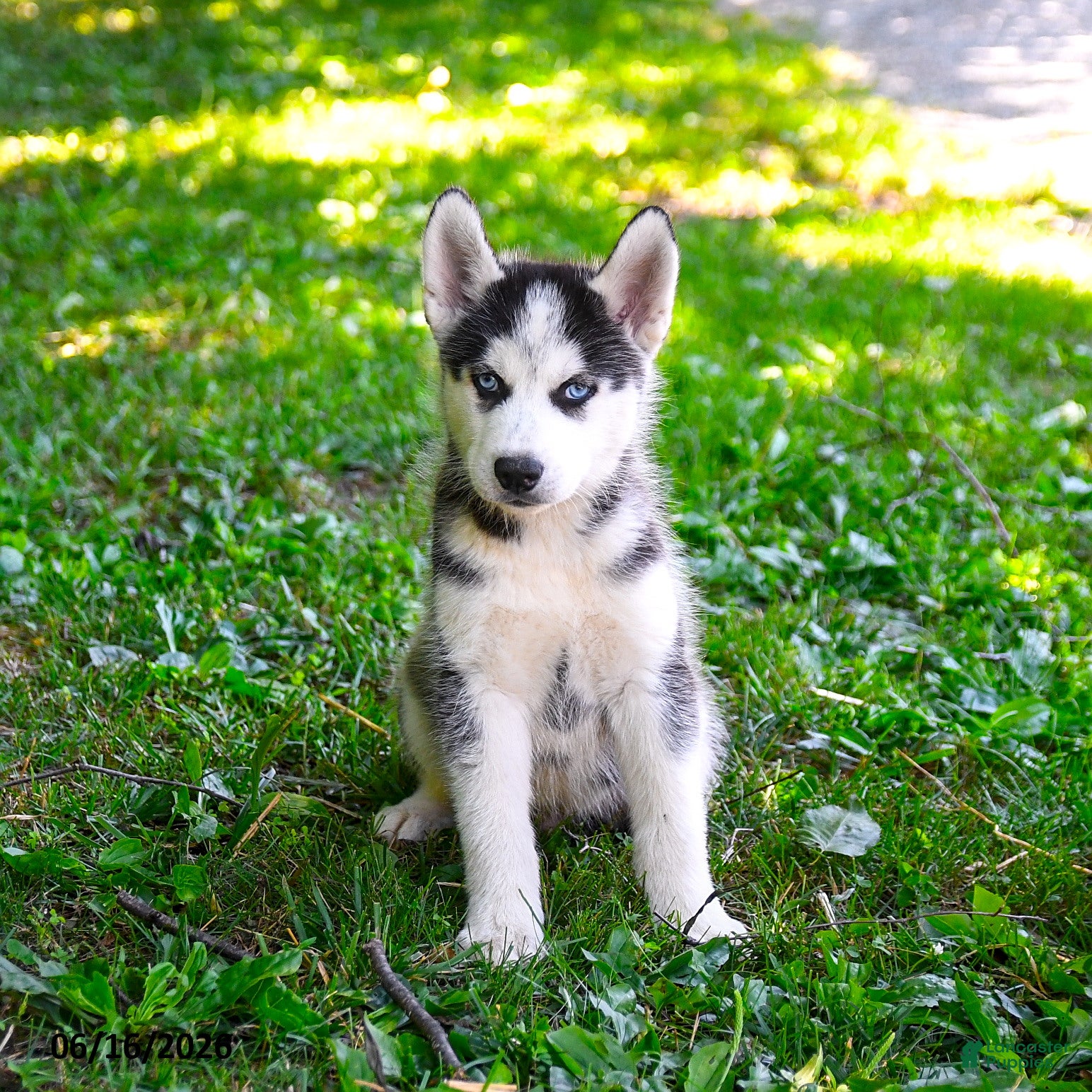 Alaskan Husky dogs Adrian - Ad 2