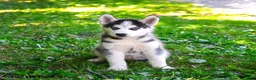 Alaskan Husky dogs for sale: Adrian - Ad 2
