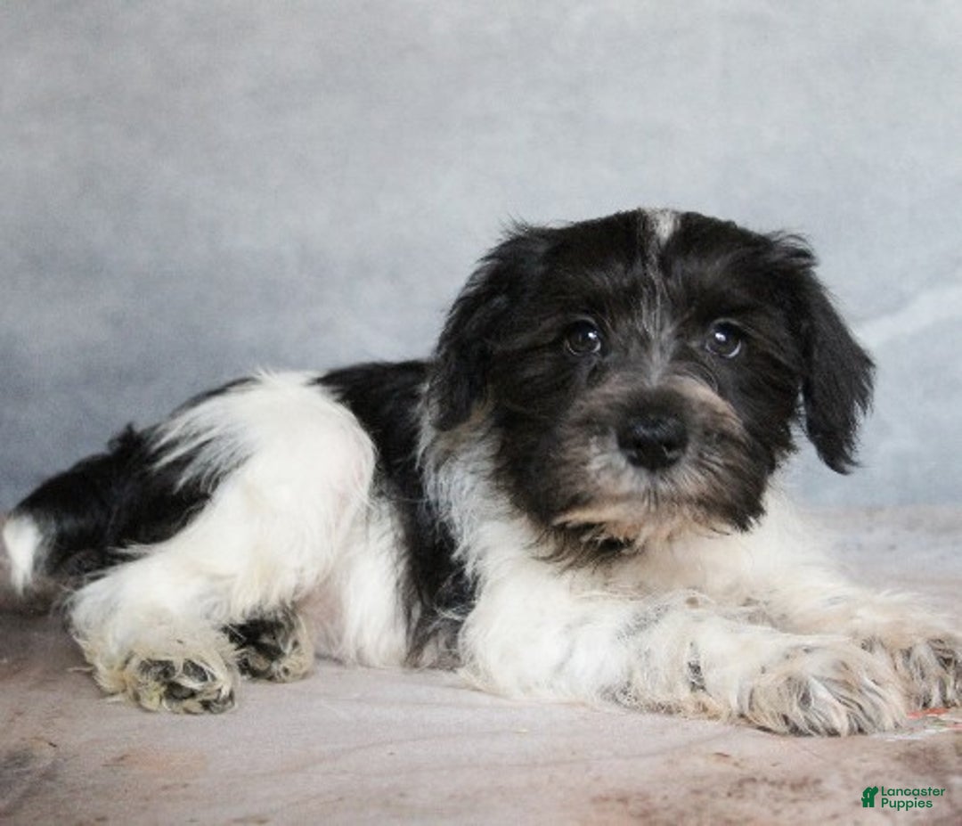 Miniature Schnauzer dogs for sale: Koda - Ad 1