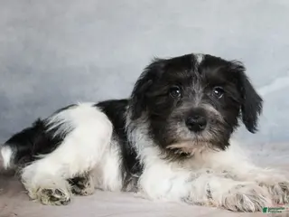 Miniature Schnauzer dogs Koda - Ad 20