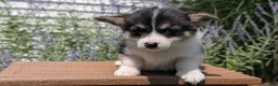 Welsh Corgi Pembroke dogs for sale: Lori - Ad 6