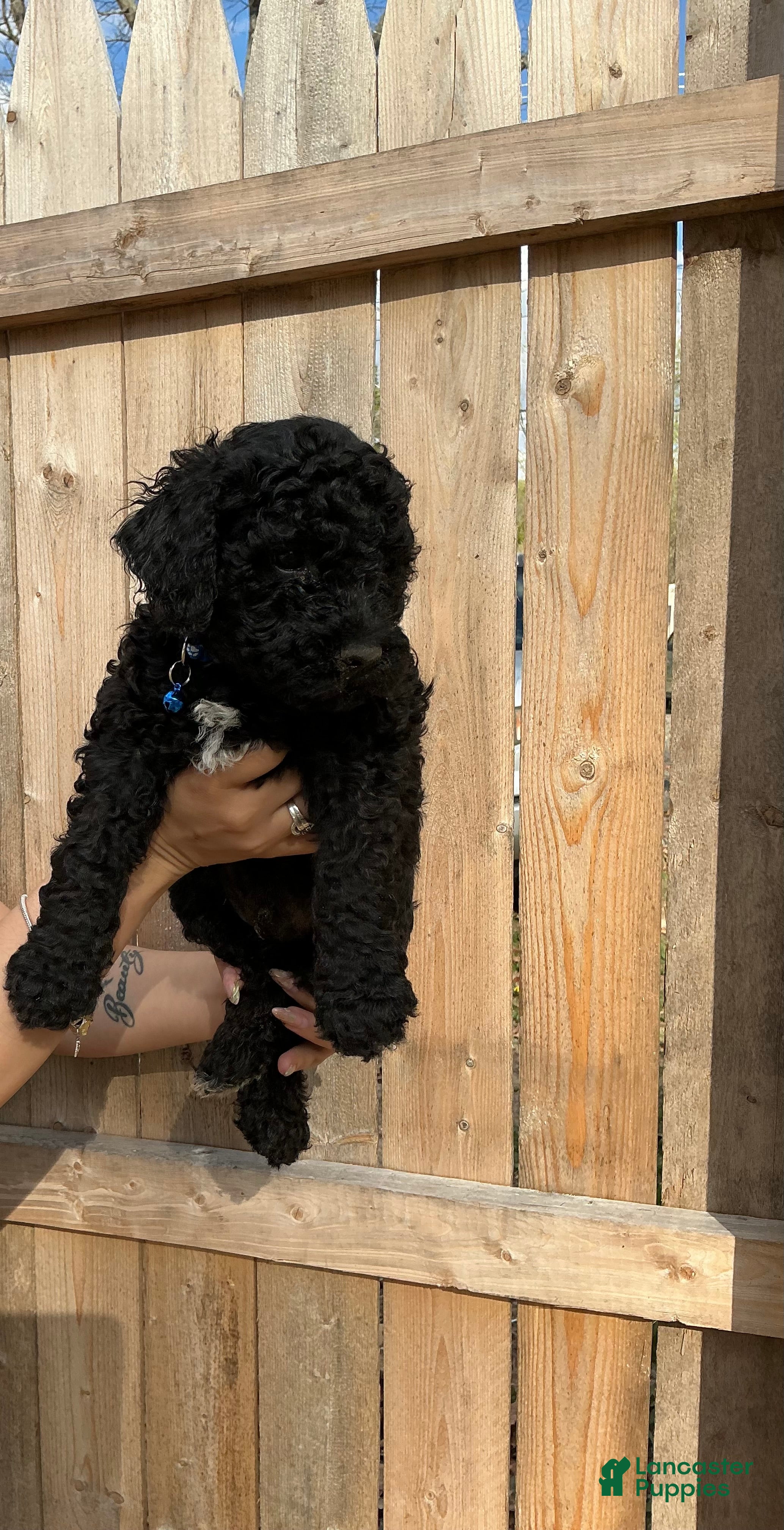 Goldendoodle dogs Chase - Ad 25