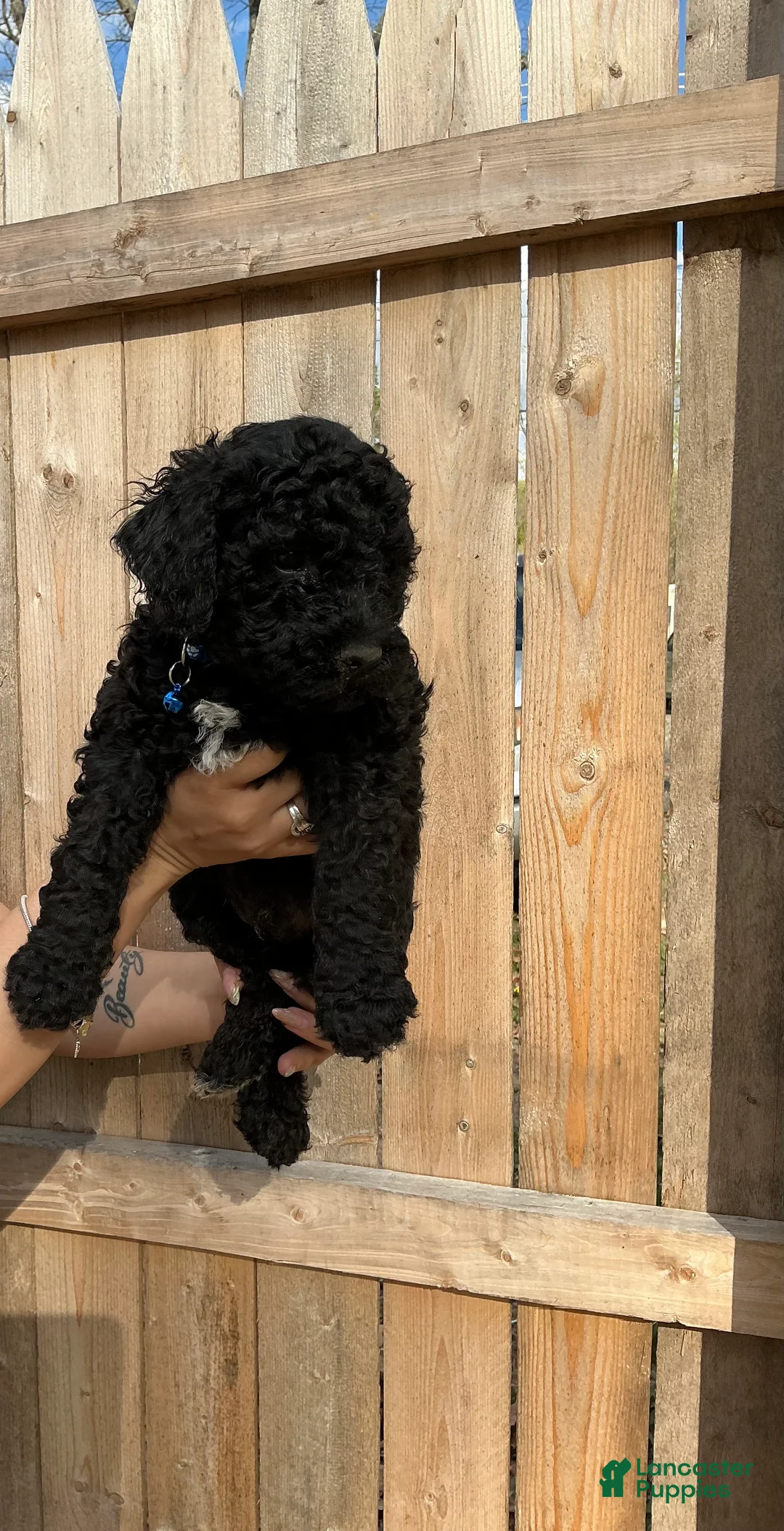 Goldendoodle dogs for sale: Chase - Ad 2