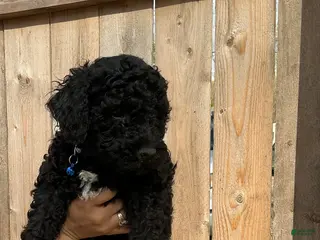 Goldendoodle dogs Chase - Ad 25